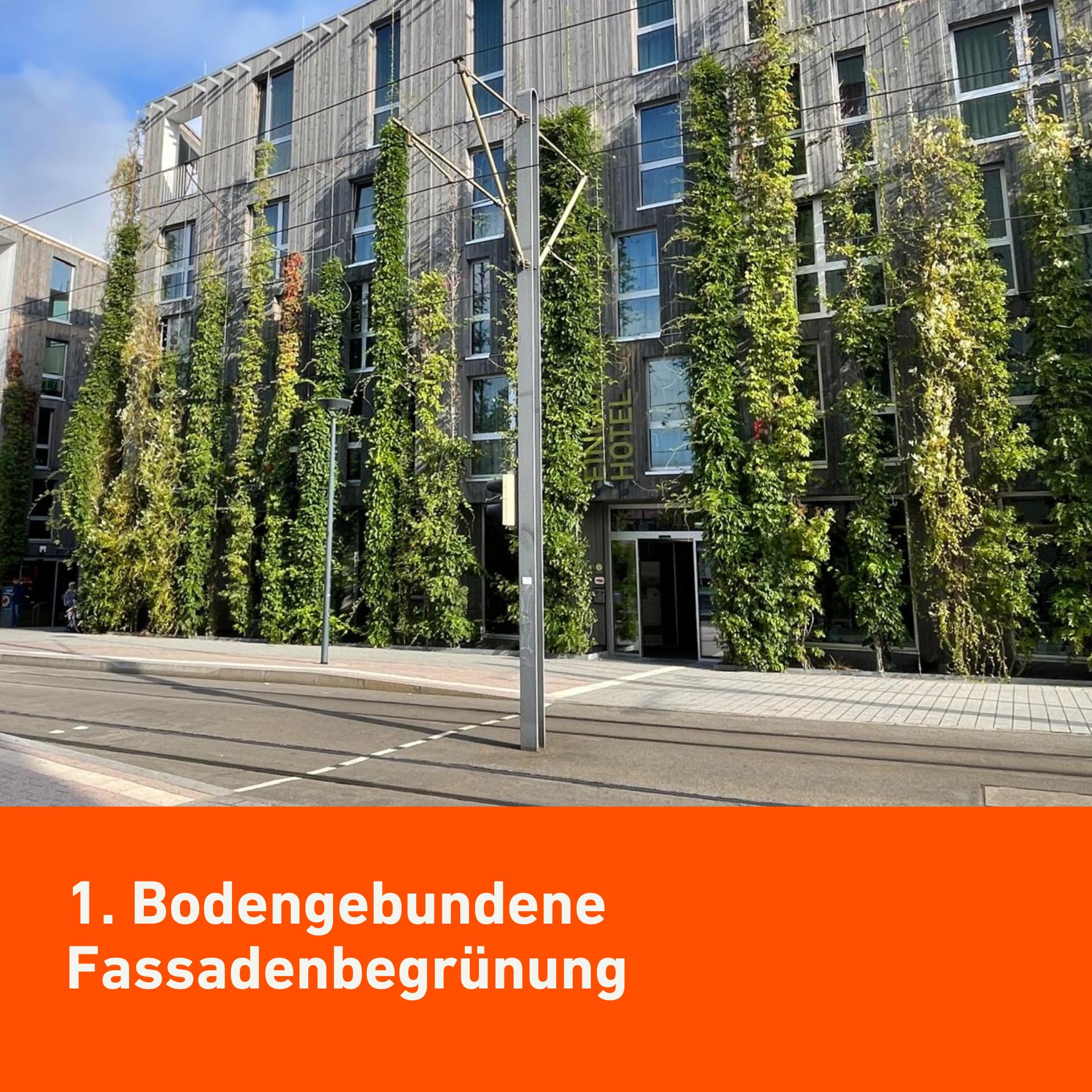 Bodengebundene Fassadenbegrünung